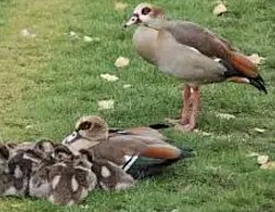 Egyptian Goose