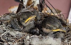 Bird Babies